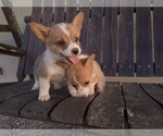 Small #2 Pembroke Welsh Corgi