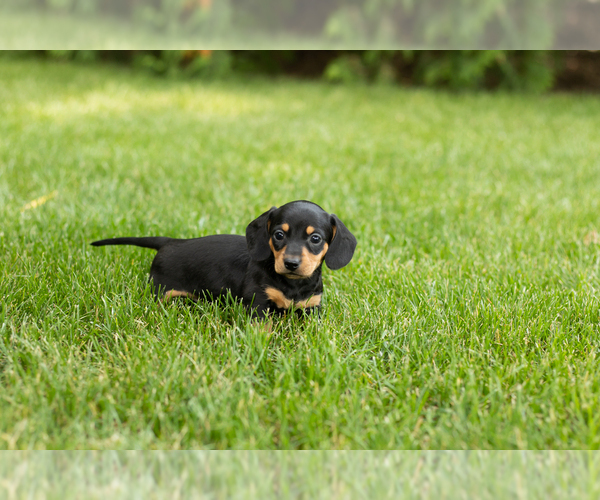 Medium Photo #2 Dachshund Puppy For Sale in MILFORD, IN, USA