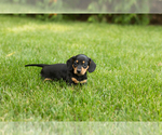 Small #1 Dachshund