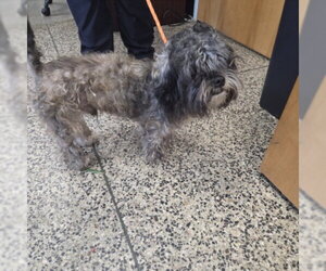 Shih Tzu-Unknown Mix Dogs for adoption in Tracy, CA, USA