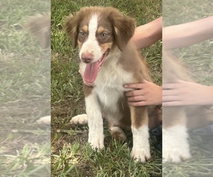 Australian Shepherd Puppy for sale in HANCEVILLE, AL, USA