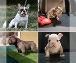 Small Photo #11 French Bulldog Puppy For Sale in GRAHAM, WA, USA