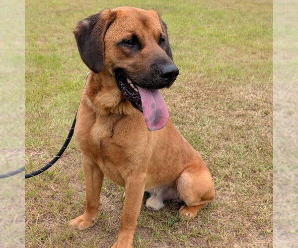 Medium Photo #7 Bloodhound-Unknown Mix Puppy For Sale in Canton, CT, USA