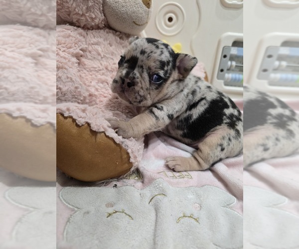 Medium Photo #1 French Bulldog Puppy For Sale in NORTH PORT, FL, USA