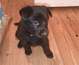 Medium German Shepherd Dog