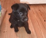 Puppy Purple German Shepherd Dog