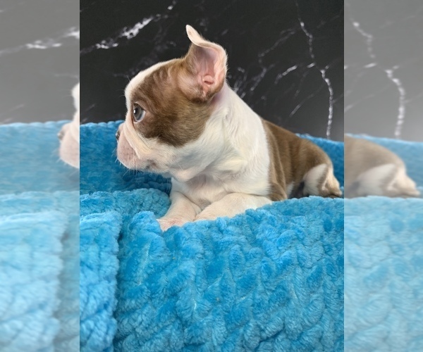 Medium Photo #33 Boston Terrier Puppy For Sale in TULARE, CA, USA