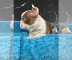 Small #10 Boston Terrier