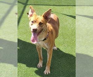 German Shepherd Dog-Texas Heeler Mix Dogs for adoption in Lathrop, CA, USA