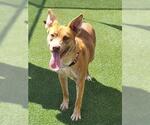 Small German Shepherd Dog-Texas Heeler Mix