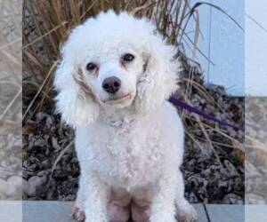 Mother of the Bichpoo puppies born on 07/09/2026