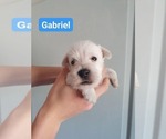 Small Schnauzer (Miniature)