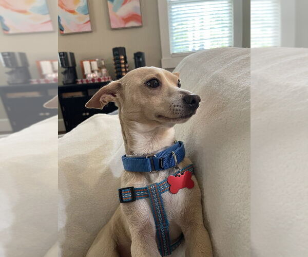 Medium Photo #4 Chihuahua Puppy For Sale in Lakewood, CO, USA