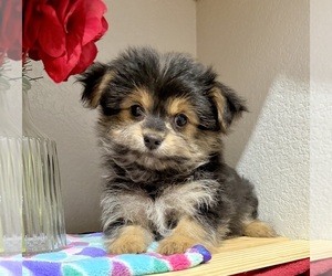 Morkie Puppy for Sale in CASSVILLE, Missouri USA