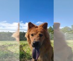 Small #1 Chow Chow Mix