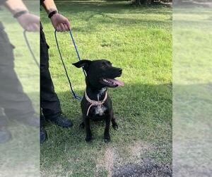 German Shepherd Dog-Unknown Mix Dogs for adoption in Waco, TX, USA