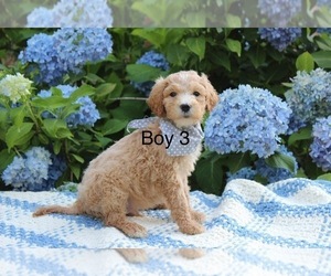 English Cream Golden Retriever-Poodle (Standard) Mix Puppy for sale in LEAKESVILLE, MS, USA