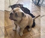 Small #1 Bulldog Mix