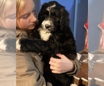 Small Photo #13 Aussiedoodle Puppy For Sale in CROWN POINT, IN, USA