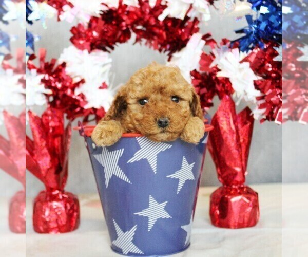 Medium Photo #5 Poodle (Toy) Puppy For Sale in COATESVILLE, PA, USA