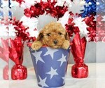 Small #4 Poodle (Toy)