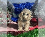 Small #3 YorkiePoo