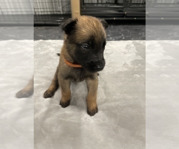 Medium Photo #71 Belgian Malinois Puppy For Sale in REESEVILLE, WI, USA