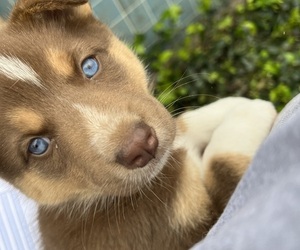 Australian Shepherd Puppy for sale in SAN BERNARDINO, CA, USA