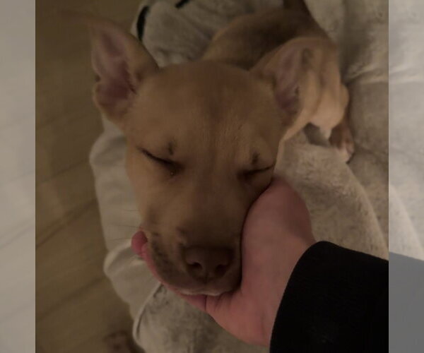 Medium Photo #20 Siberian Husky-Unknown Mix Puppy For Sale in Fargo, ND, USA