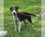 Small #3 Beagle