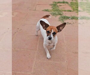 Chihuahua-Unknown Mix Dogs for adoption in Grafton, WI, USA