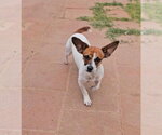 Tawny - Female Chihuahua-Unknown Mix Dog for Adoption - Small photo