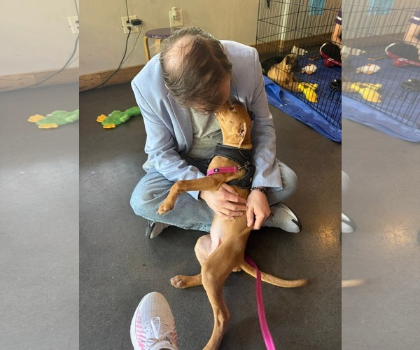 Medium Photo #6 American Staffordshire Terrier-Rhodesian Ridgeback Mix Puppy For Sale in Holly Springs, NC, USA