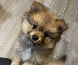 Pomeranian Puppy for sale in SWANSEA, IL, USA