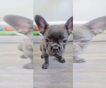 Small French Bulldog