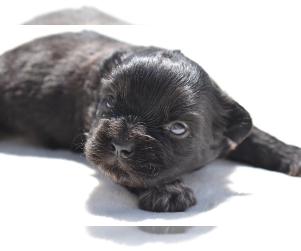 Medium Photo #4 Shih Aussie Puppy For Sale in PALM COAST, FL, USA