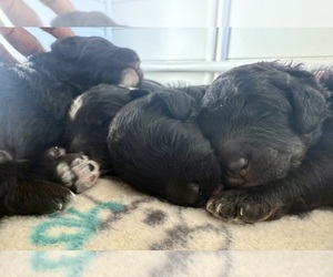 Bernedoodle (Miniature) Puppy for Sale in LEBANON, Tennessee USA