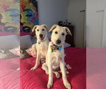 Small Photo #4 German Shepherd Dog-Great Pyrenees Mix Puppy For Sale in Dallas, TX, USA
