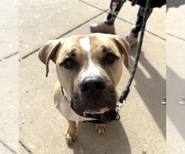 Medium Photo #3 Mastiff-Unknown Mix Puppy For Sale in Rockville, MD, USA