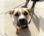Small #2 Mastiff Mix