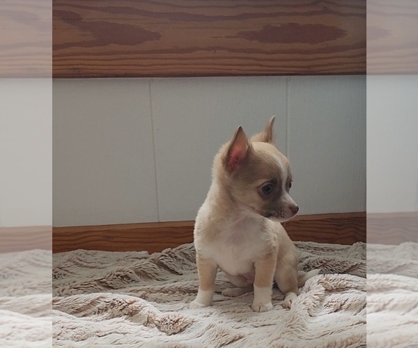 Medium Photo #4 Chihuahua Puppy For Sale in INDIANAPOLIS, IN, USA