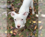 Small #9 Mutt