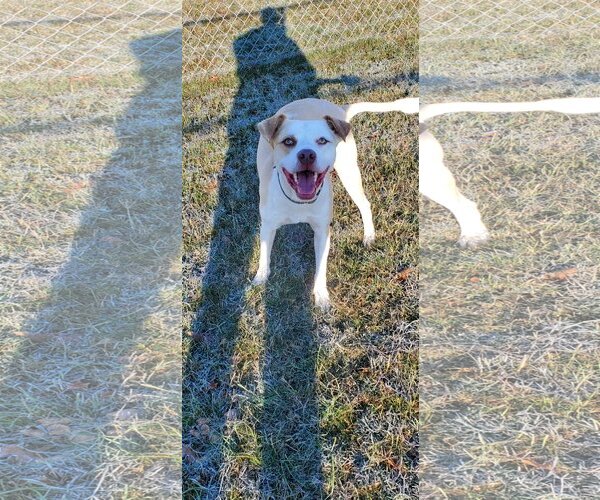 Medium Photo #2 American Pit Bull Terrier-Unknown Mix Puppy For Sale in Bardstown, KY, USA