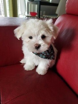 Medium Photo #1 Maltese Puppy For Sale in LORTON, VA, USA