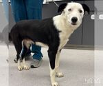 Small #2 Border Collie Mix
