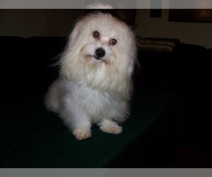 Coton de Tulear Puppy for sale in HORSE BRANCH, KY, USA