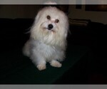 Small Photo #1 Coton de Tulear Puppy For Sale in HORSE BRANCH, KY, USA