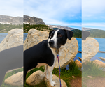 Small #2 Border Collie Mix