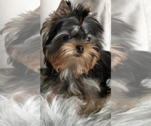 Yorkshire Terrier Puppy for sale in ROANOKE, VA, USA