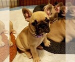 Puppy 8 French Bulldog